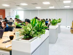 Cây phong thủy văn phòng: Top 6 loại cây "Hút Tiền" và Kích hoạt Năng lượng