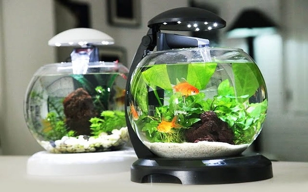 Vật phẩm phong thủy bàn làm việc: Mảnh ghép hoàn hảo bên cạnh Cây xanh để Chiêu Tài