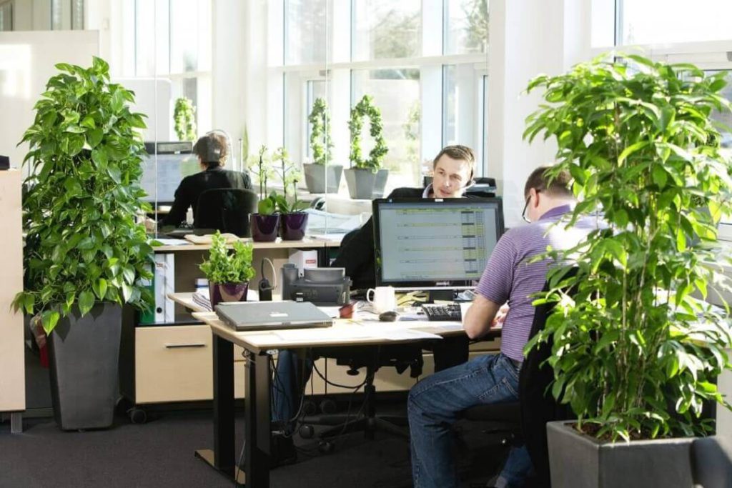 Cây phong thủy văn phòng: Top 6 loại cây "Hút Tiền" và Kích hoạt Năng lượng